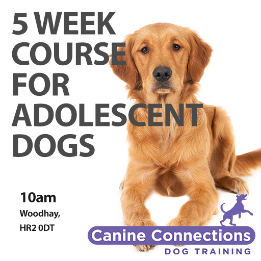 Week long dog store training