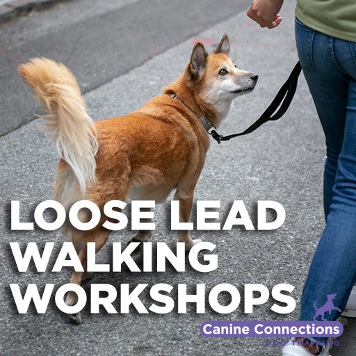 Loose Lead Walking Workshops